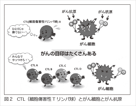 CTL細胞障害性Tリンパ球とがん細胞とがん抗原