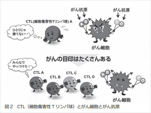 CTL 細胞障害性Tリンパ球とがん細胞とがん抗原